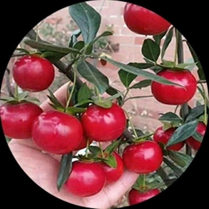新采金弹子种子鸡血红老鸦柿种子梨形葫芦果灯泡型盆景盆栽