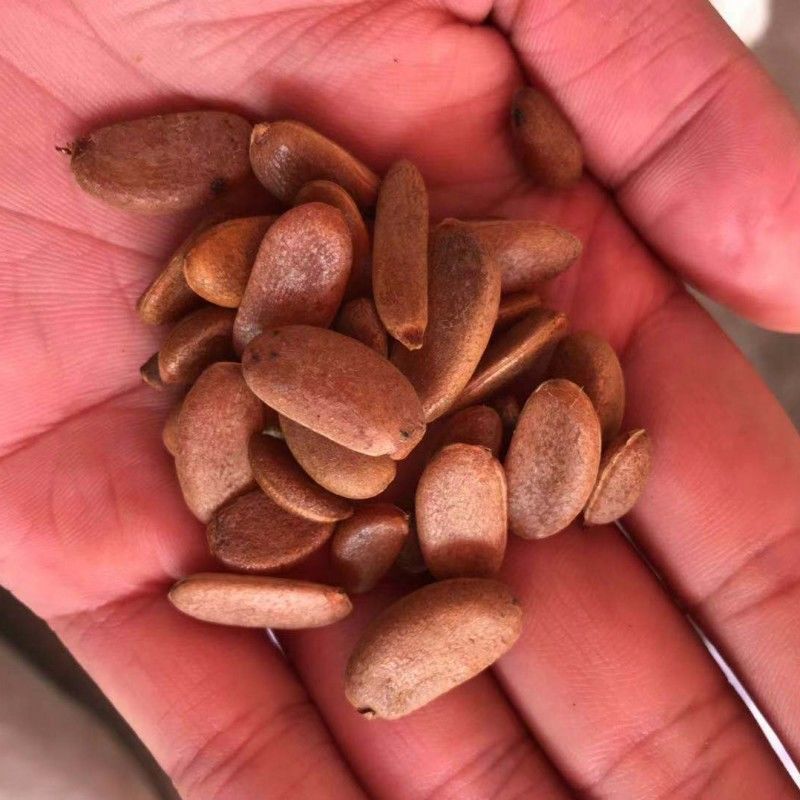 新采金弹子种子鸡血红老鸦柿种子梨形葫芦果灯泡型盆景盆栽