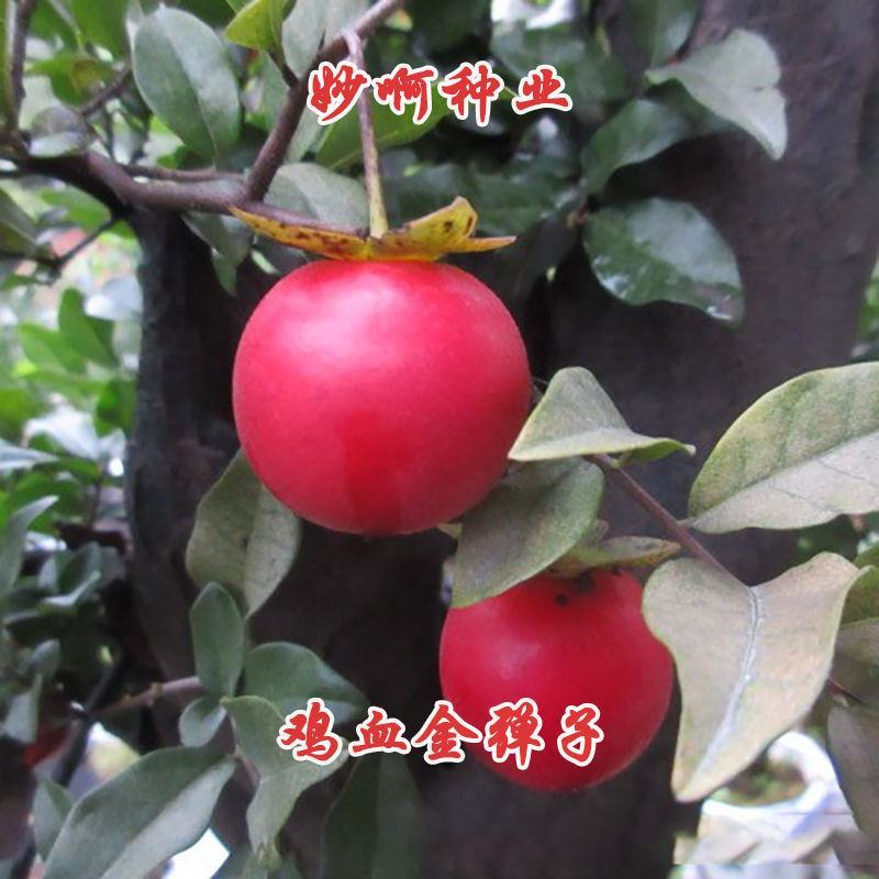 新采金弹子种子鸡血红老鸦柿种子梨形葫芦果灯泡型盆景盆栽