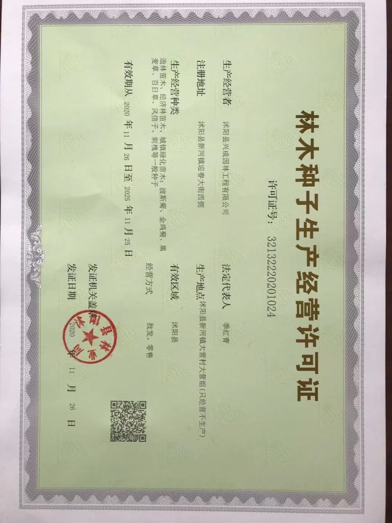 新采金弹子种子鸡血红老鸦柿种子梨形葫芦果灯泡型盆景盆栽