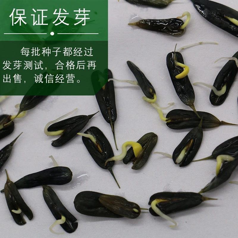 板蓝根籽板蓝根种子保证出芽率可签订种植合同包回收