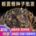 板蓝根籽板蓝根种子保证出芽率可签订种植合同包回收