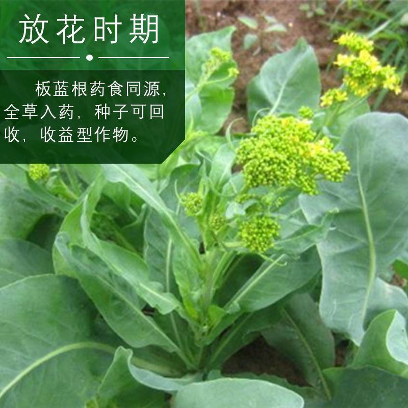 板蓝根籽板蓝根种子保证出芽率可签订种植合同包回收