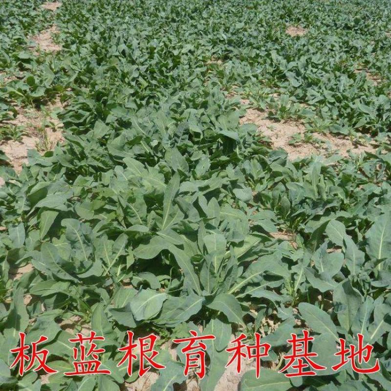板蓝根籽板蓝根种子保证出芽率可签订种植合同包回收