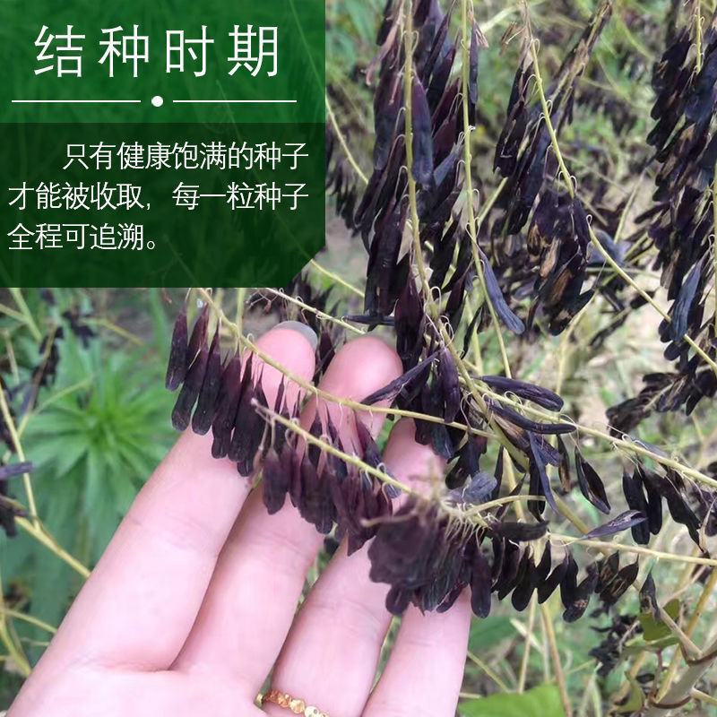 板蓝根籽板蓝根种子保证出芽率可签订种植合同包回收
