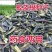 板蓝根籽板蓝根种子保证出芽率可签订种植合同包回收