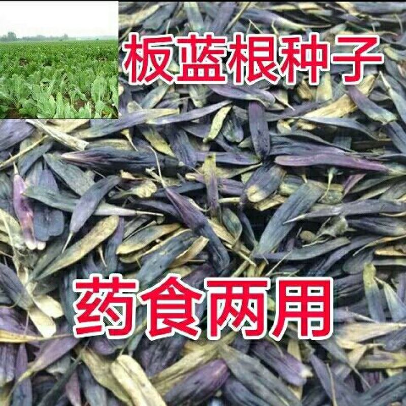 板蓝根籽板蓝根种子保证出芽率可签订种植合同包回收