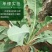 板蓝根籽板蓝根种子保证出芽率可签订种植合同包回收