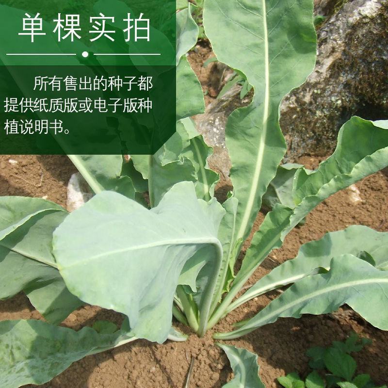 板蓝根籽板蓝根种子保证出芽率可签订种植合同包回收
