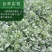 板蓝根籽板蓝根种子保证出芽率可签订种植合同包回收