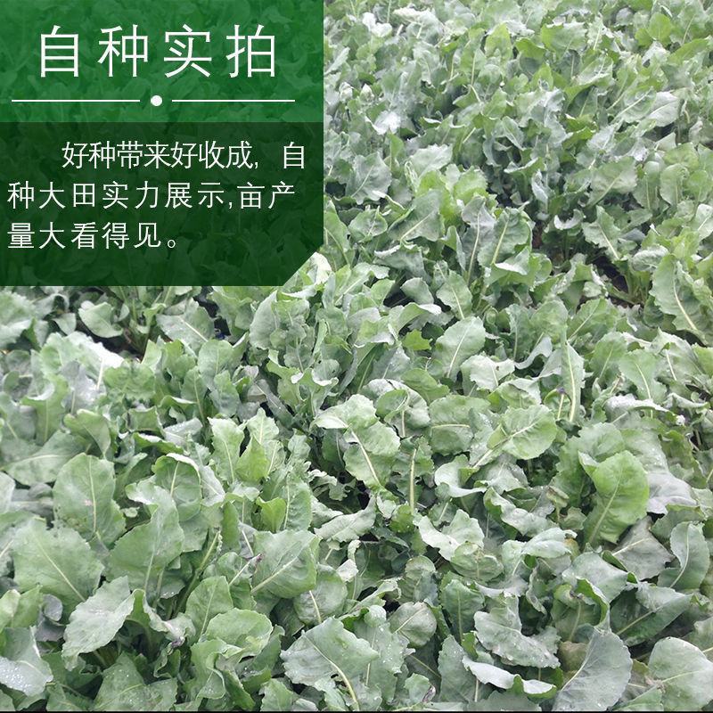板蓝根籽板蓝根种子保证出芽率可签订种植合同包回收