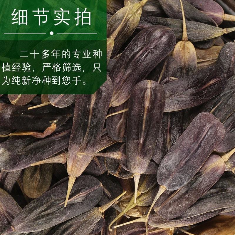 板蓝根籽板蓝根种子保证出芽率可签订种植合同包回收