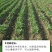 板蓝根籽板蓝根种子保证出芽率可签订种植合同包回收