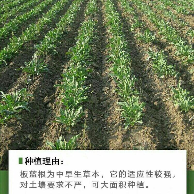 板蓝根籽板蓝根种子保证出芽率可签订种植合同包回收