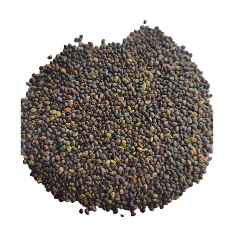 胡枝子是水土保持植物，广泛用于营造防护林