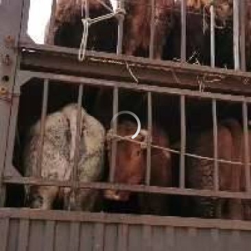 牛架子牛西门达杂交牛夏洛莱