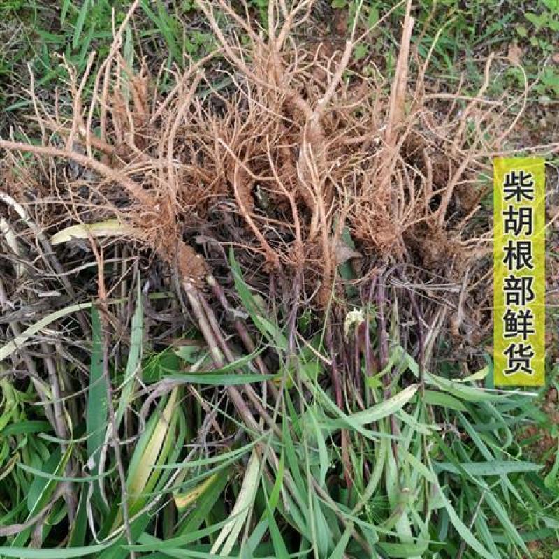 柴胡种子安徽亳州北柴胡籽品种优良出芽率高批发零售
