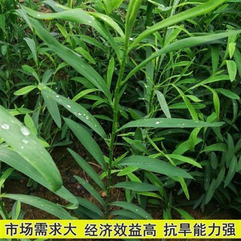 柴胡种子安徽亳州北柴胡籽品种优良出芽率高批发零售