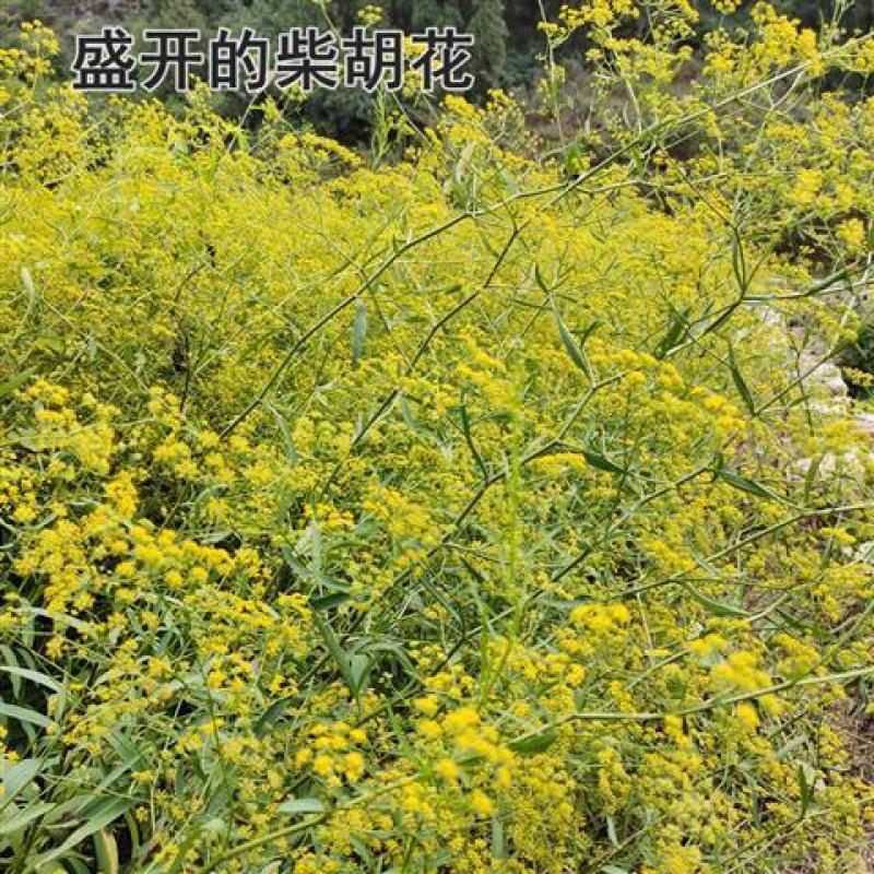 柴胡种子安徽亳州北柴胡籽品种优良出芽率高批发零售