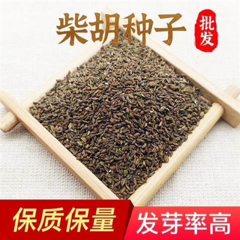 柴胡种子安徽亳州北柴胡籽品种优良出芽率高批发零售