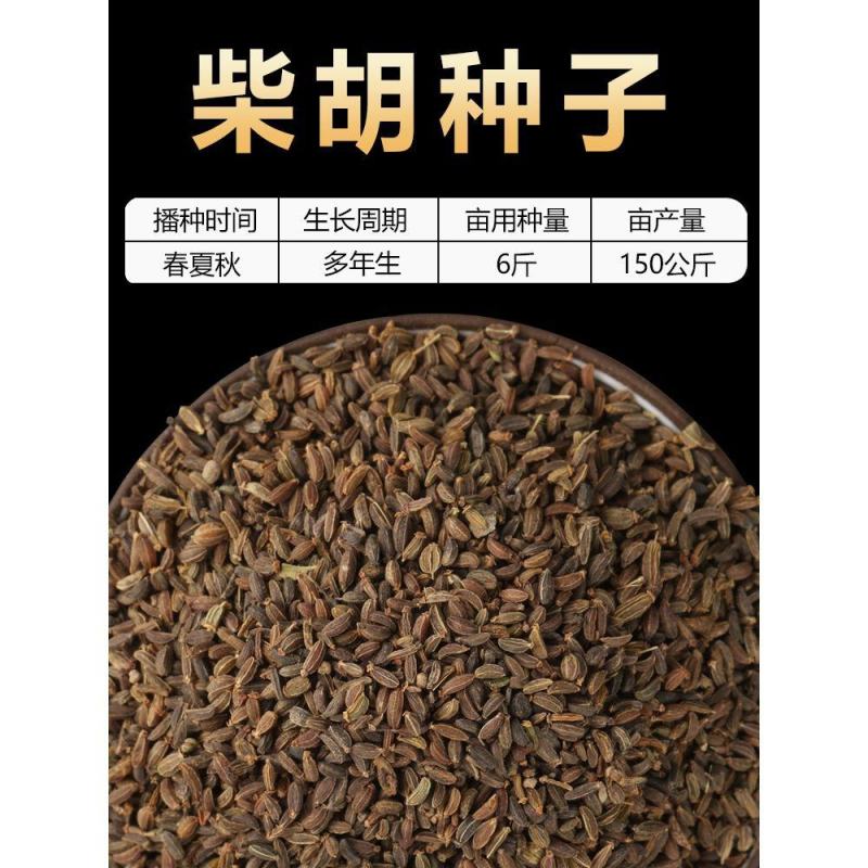 柴胡种子安徽亳州北柴胡籽品种优良出芽率高批发零售