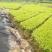 供应茶苗龙井茶苗，黄金茶苗中黄茶苗金牡丹茶苗白茶苗两年苗