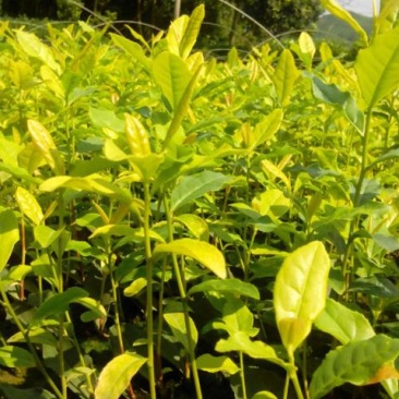 供应茶苗龙井茶苗，黄金茶苗中黄茶苗金牡丹茶苗白茶苗两年苗