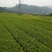 供应茶苗龙井茶苗，黄金茶苗中黄茶苗金牡丹茶苗白茶苗两年苗