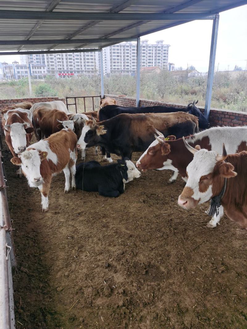西门达公牛夏洛莱杂交牛小牛活牛