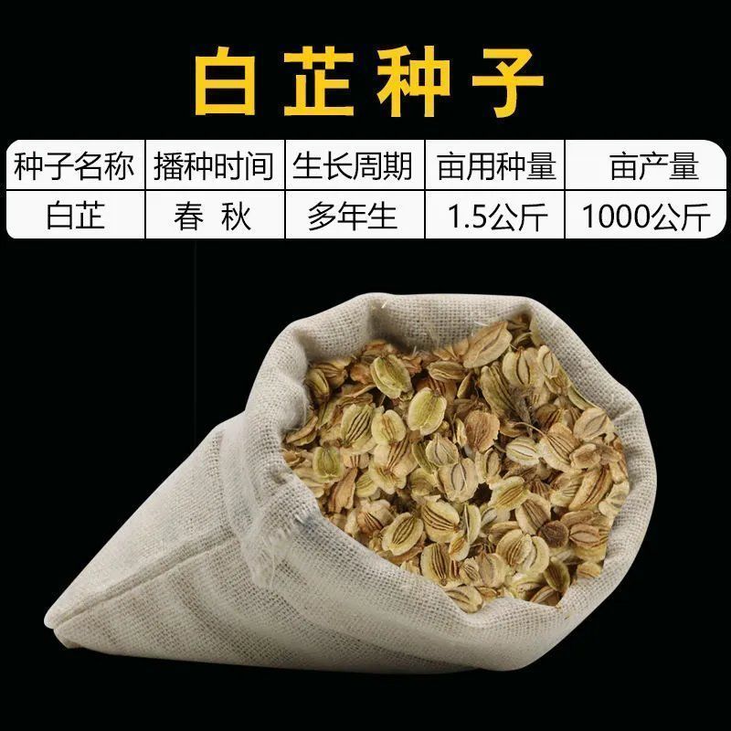 【白芷种子】品质品种质量保证资质齐全公司直发可实地考察