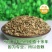 【白芷种子】品质品种质量保证资质齐全公司直发可实地考察