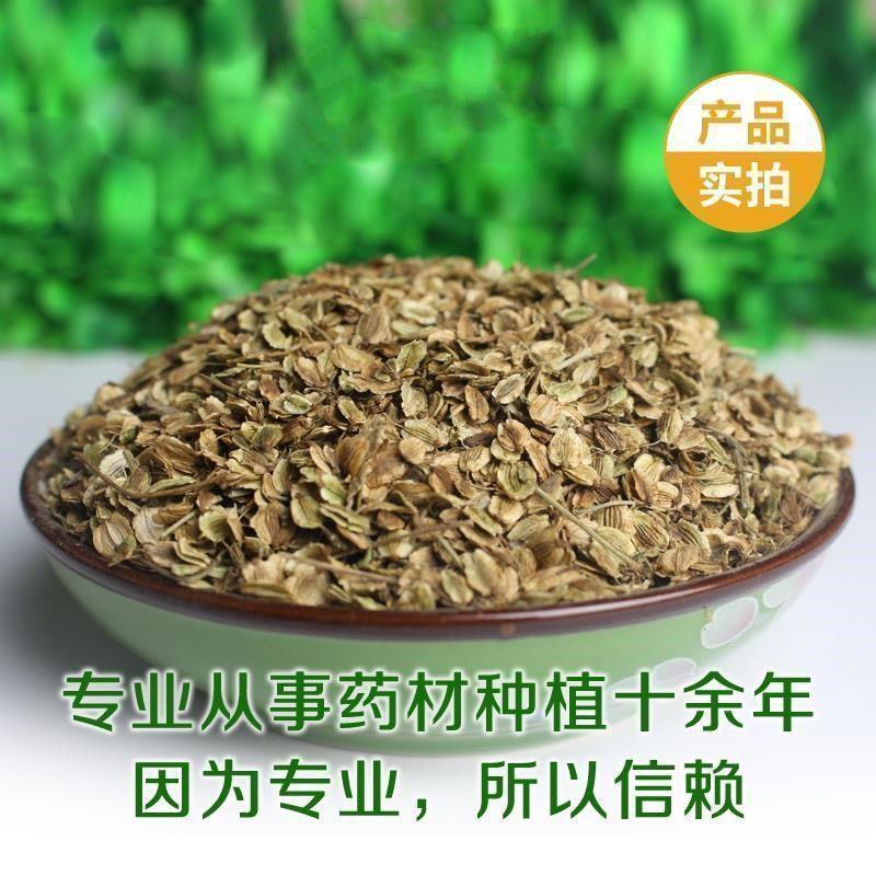 【白芷种子】品质品种质量保证资质齐全公司直发可实地考察
