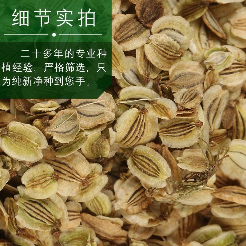 【白芷种子】品质品种质量保证资质齐全公司直发可实地考察