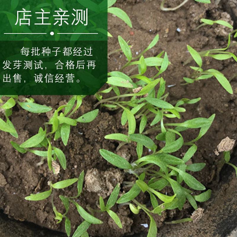 【白芷种子】品质品种质量保证资质齐全公司直发可实地考察