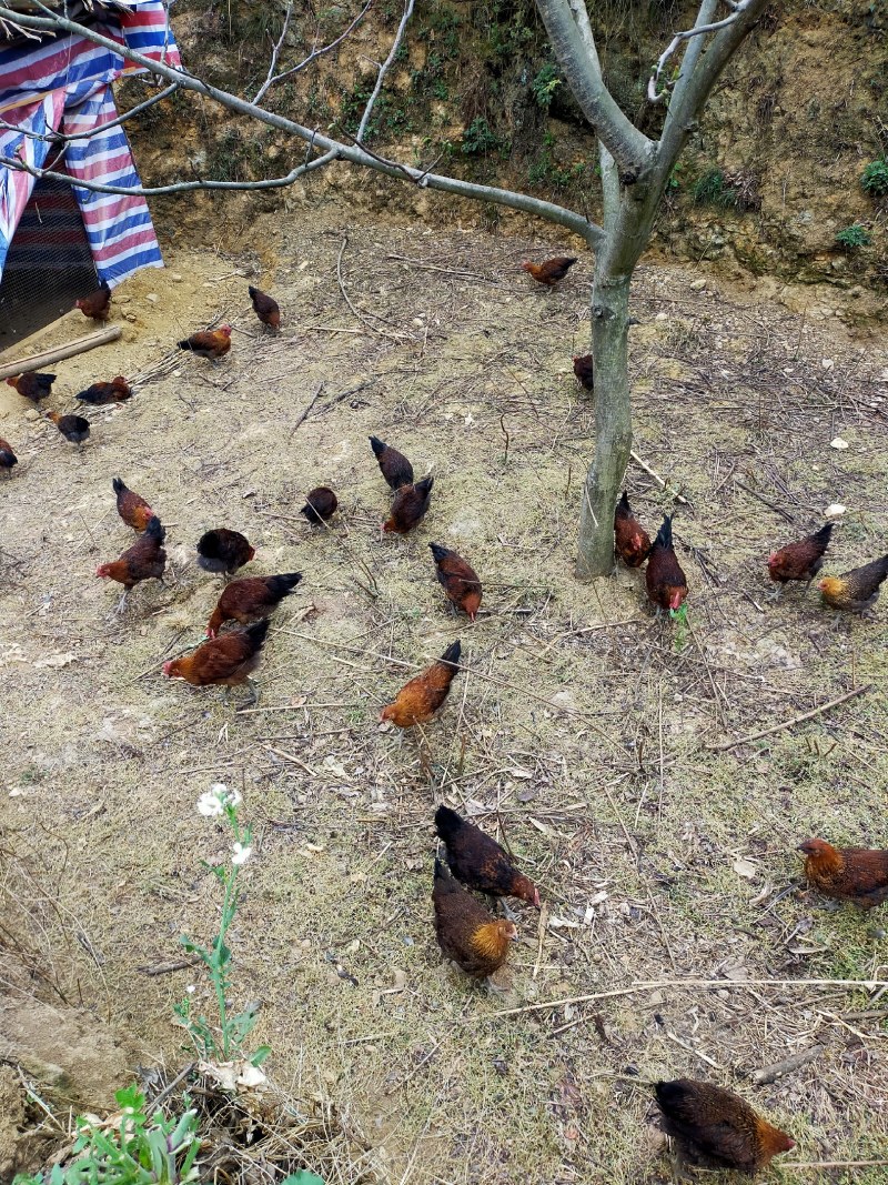 散养土鸡，喂的都是五谷杂粮，