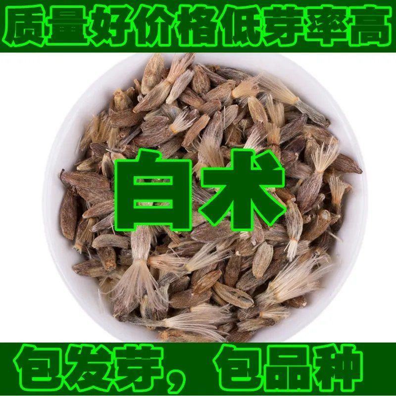【白术种子】安徽纯新改良白术籽厂家直销保证芽率品种包收