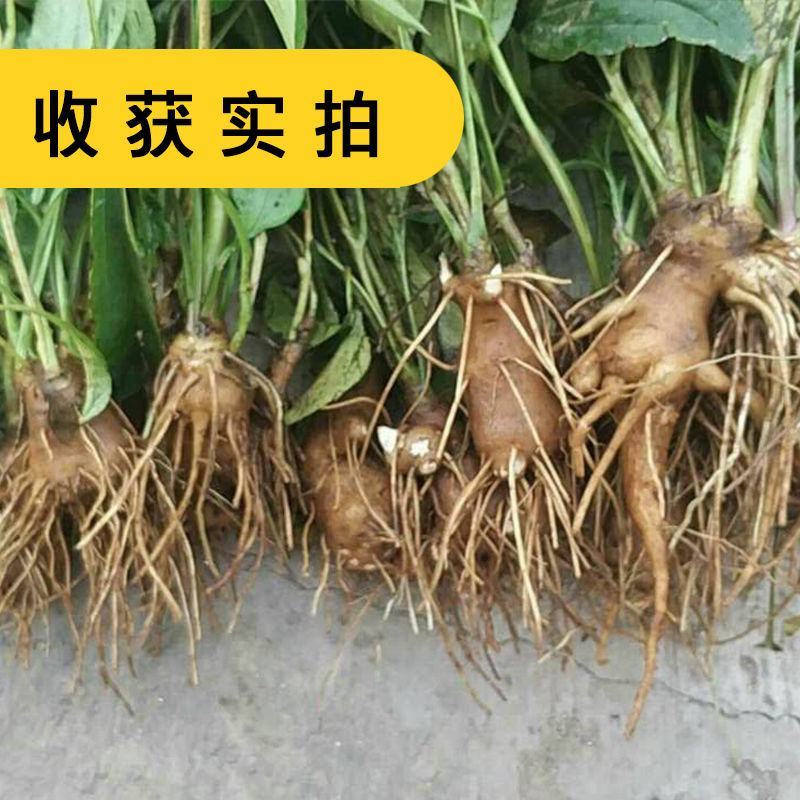 【白术种子】安徽纯新改良白术籽厂家直销保证芽率品种包收