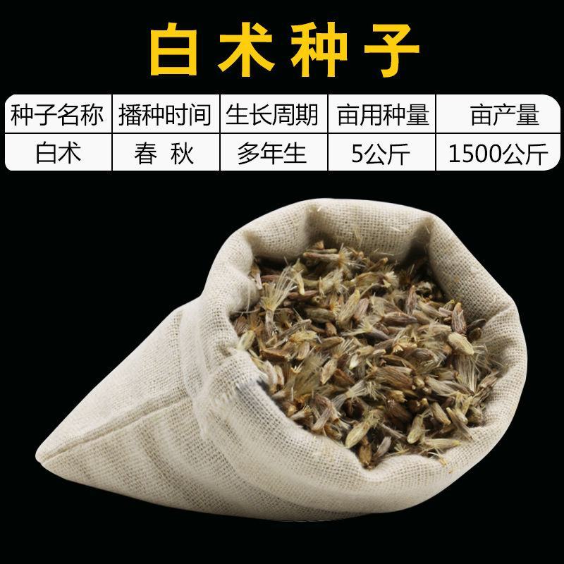 【白术种子】安徽纯新改良白术籽厂家直销保证芽率品种包收