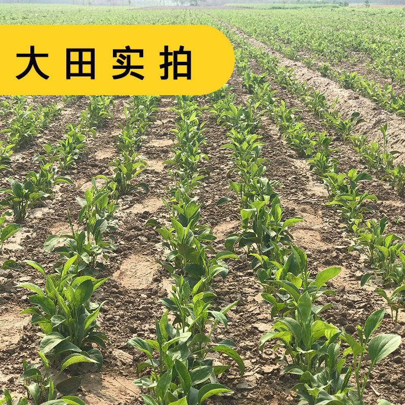 【白术种子】安徽纯新改良白术籽厂家直销保证芽率品种包收