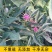 【白术种子】安徽纯新改良白术籽厂家直销保证芽率品种包收