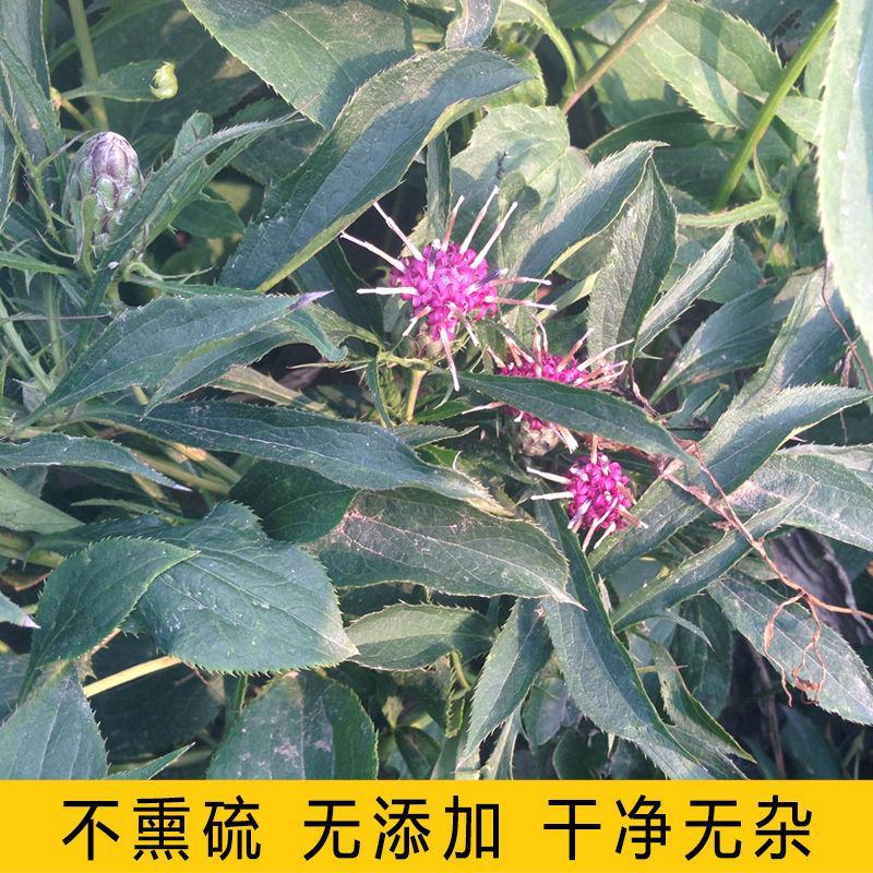 【白术种子】安徽纯新改良白术籽厂家直销保证芽率品种包收