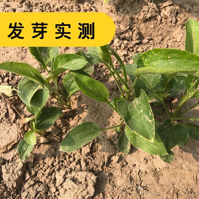 【白术种子】安徽纯新改良白术籽厂家直销保证芽率品种包收