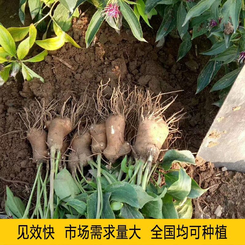【白术种子】安徽纯新改良白术籽厂家直销保证芽率品种包收