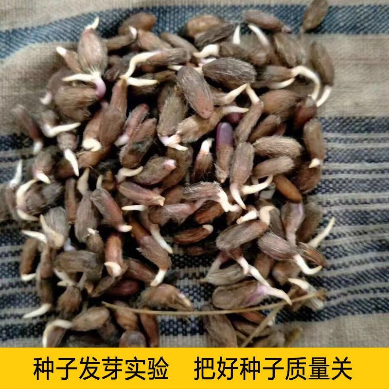 【白术种子】安徽纯新改良白术籽厂家直销保证芽率品种包收