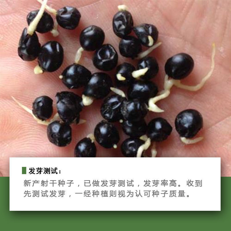 【射干种子】射干籽保证发芽率观赏性强药用价值高技术指导