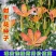 【射干种子】射干籽保证发芽率观赏性强药用价值高技术指导