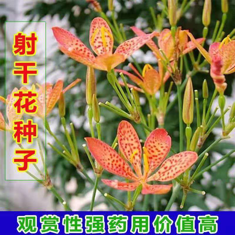 【射干种子】射干籽保证发芽率观赏性强药用价值高技术指导