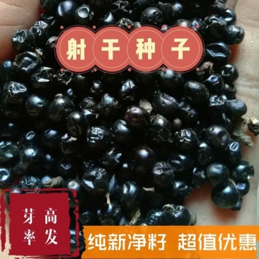 【射干种子】射干籽保证发芽率观赏性强药用价值高技术指导