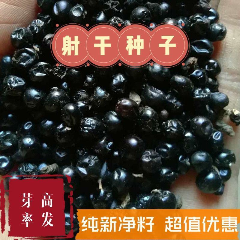 【射干种子】射干籽保证发芽率观赏性强药用价值高技术指导
