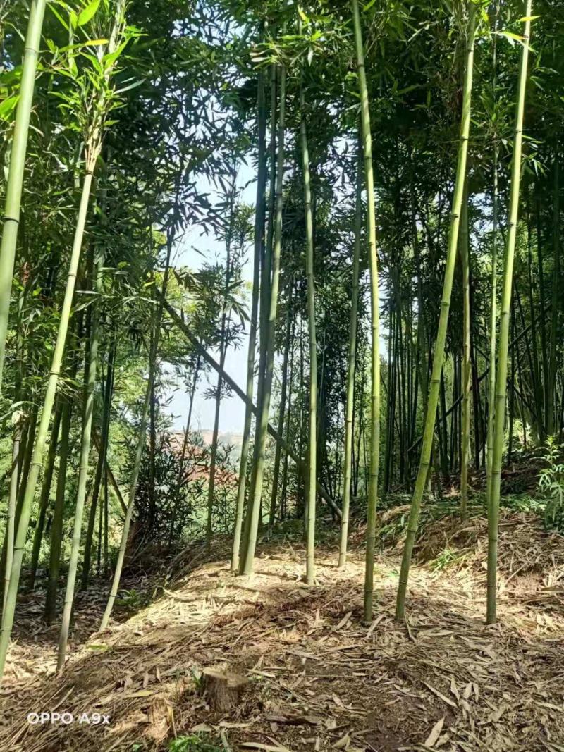 苦笋，苦笋优质高山苦笋，一手货源，欢迎老板下单联系！！